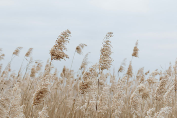 Feather Reed Grass 'Karl Foerster'