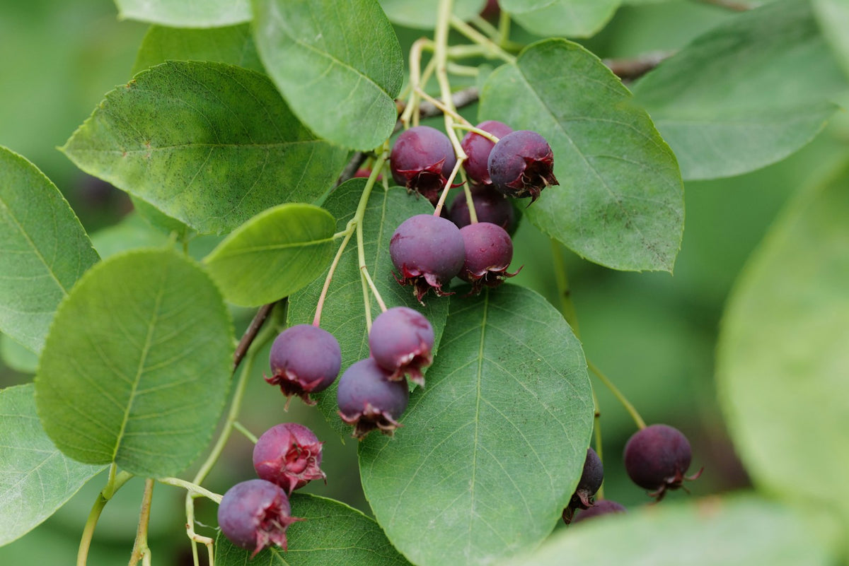 Serviceberry fruit on the branch