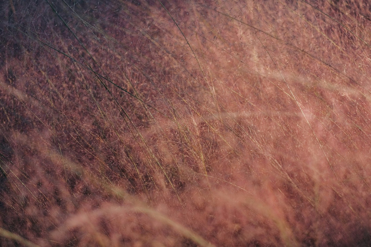 Pink muhly grass in fall bloom