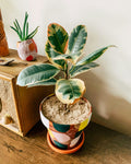 Rubber plant on a wooden table