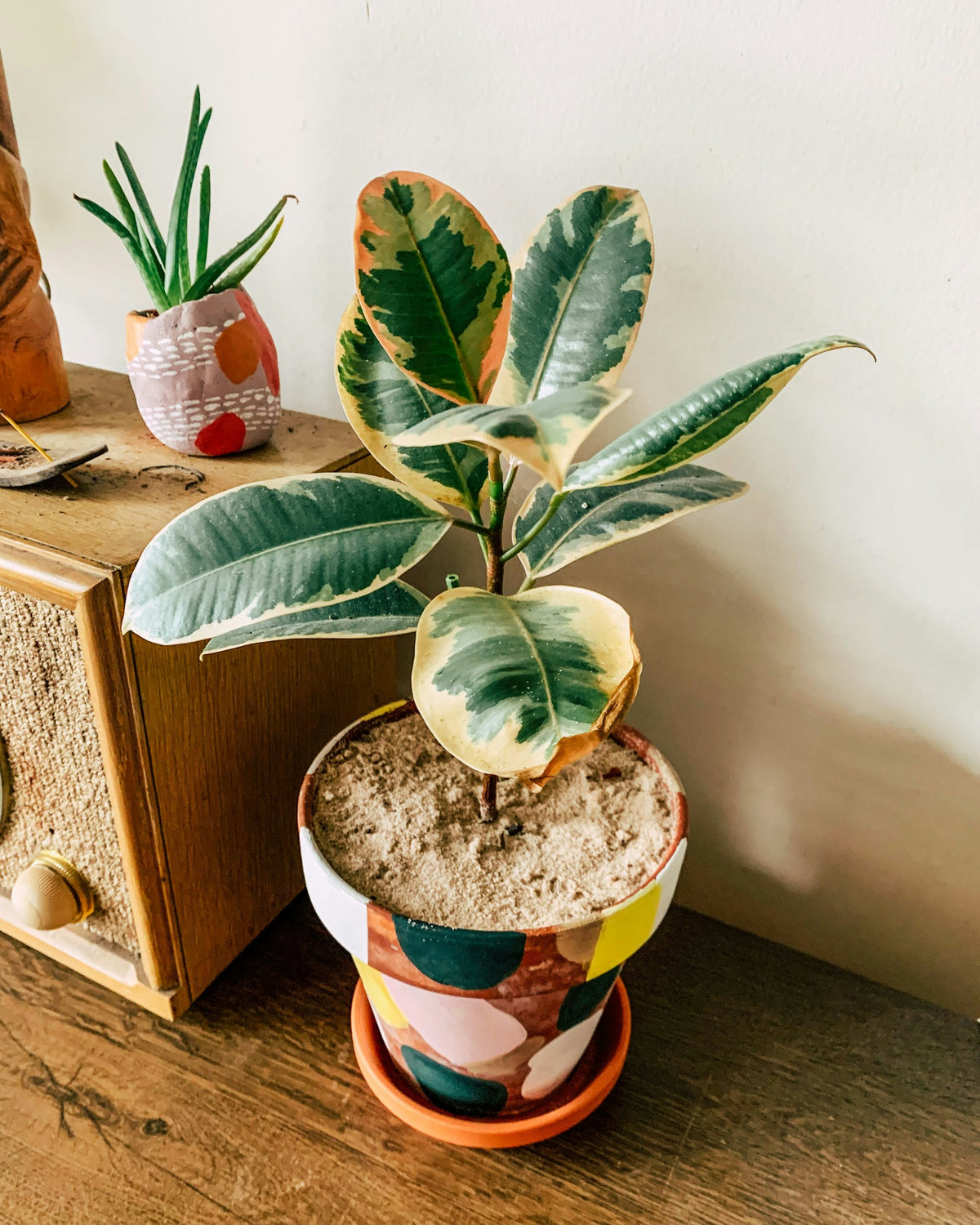 Rubber plant on a wooden table