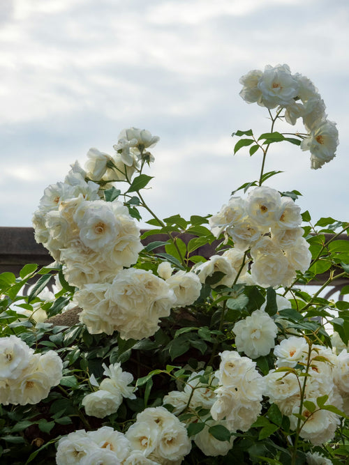 White climbing roses on an arbor