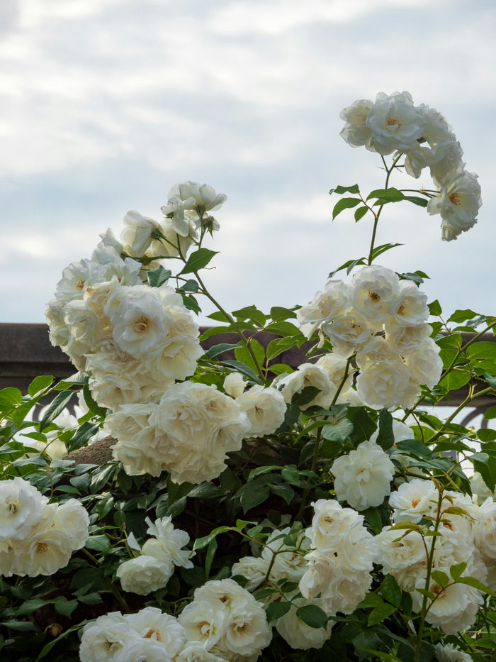 Climbing Rose 'Climbing Iceberg'