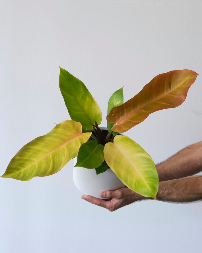 Orange Marmalade Philodendron 'Orange You Gorgeous'