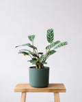Tropical foliage plant in a pot