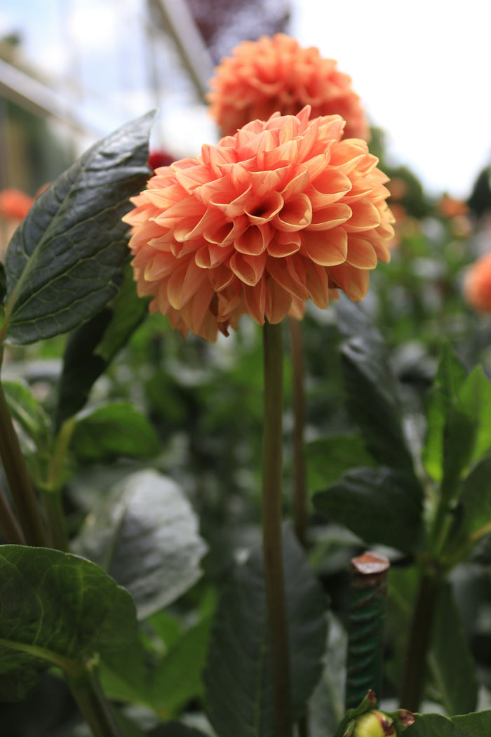 Ball Dahlia, Coral