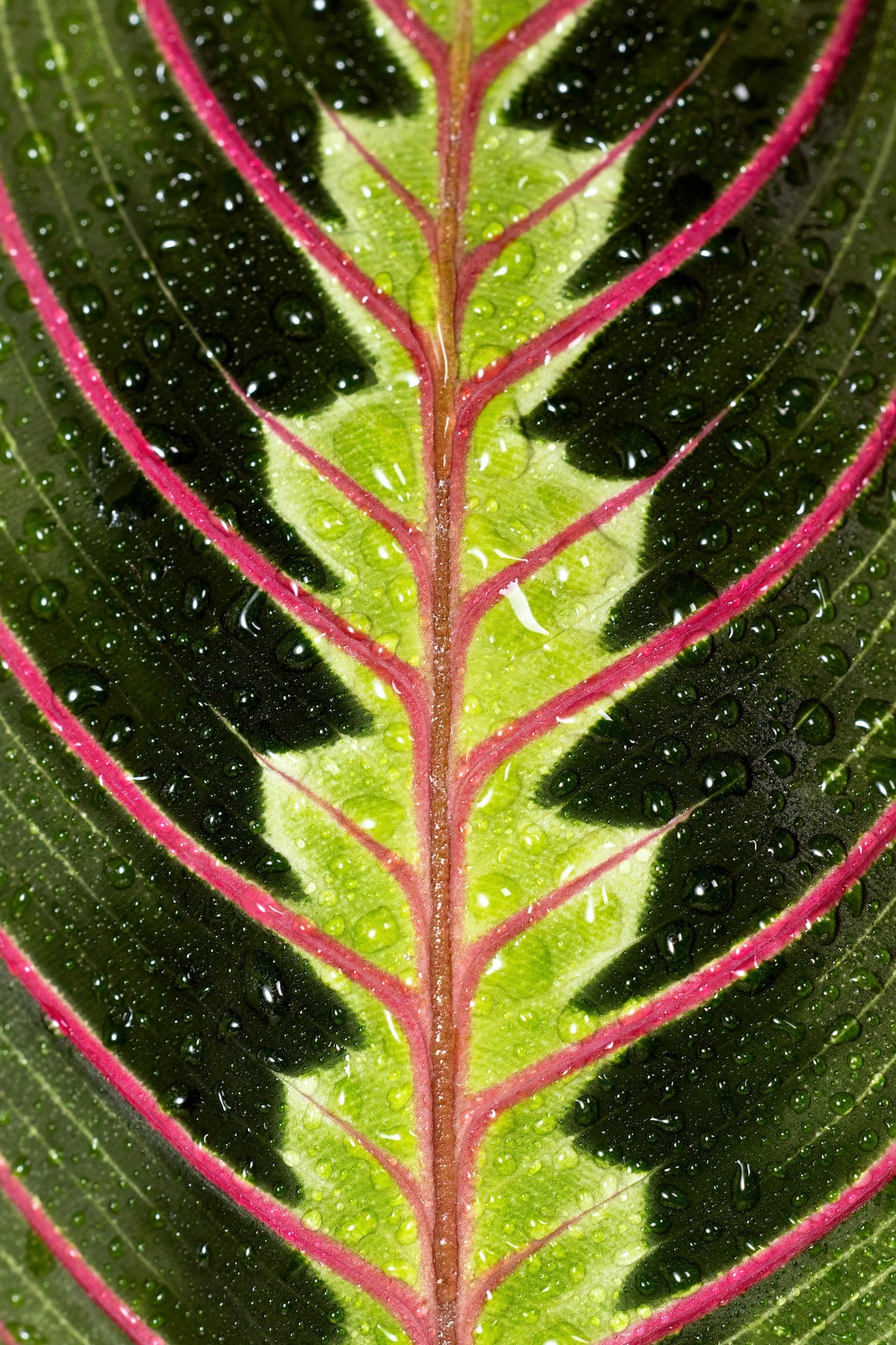 Prayer plant leaf with water drops