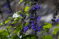 Deep blue salvia flowers