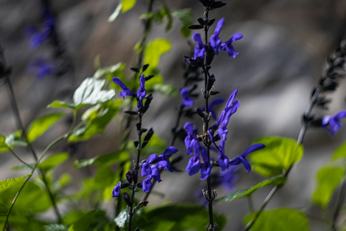 Salvia 'Black and Blue'