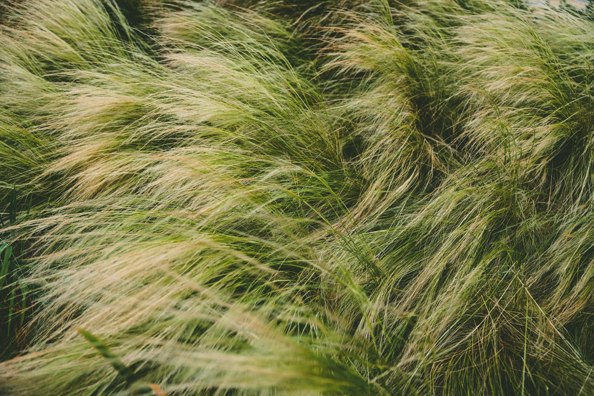 Little bluestem grass turning copper