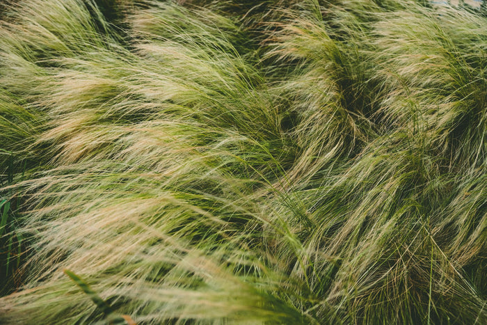 Little Bluestem