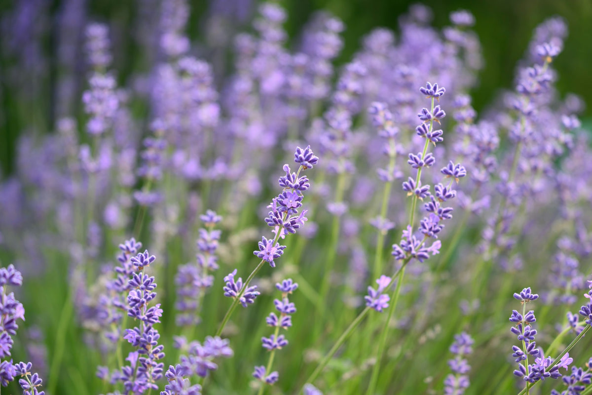 Lavender in full bloom