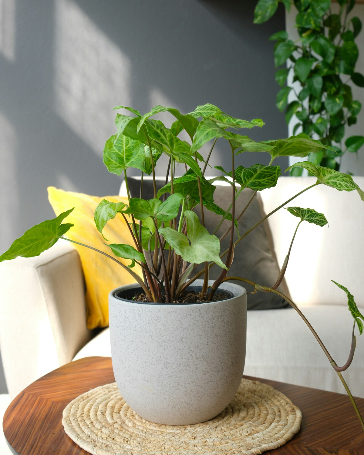 Arrowhead vine on a wooden table