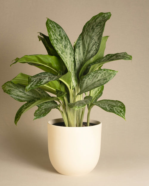 Chinese evergreen in a white pot