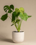 Philodendron with large leaves