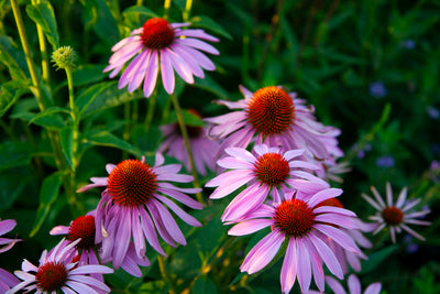Purple Coneflower