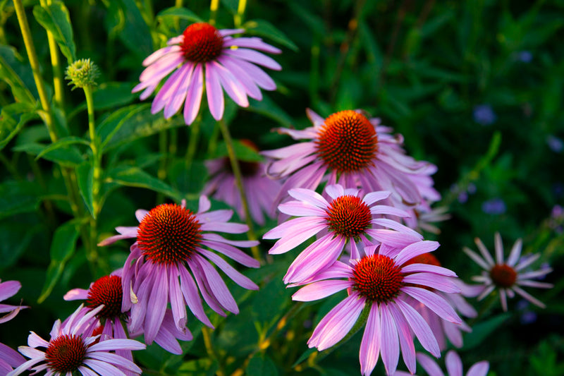 The Pollinator Patch