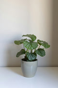 A calathea orbifolia in a white pot