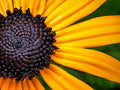 Black-eyed Susans in late summer sun