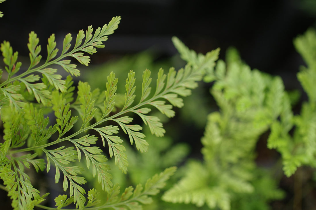 Rabbit's Foot Fern