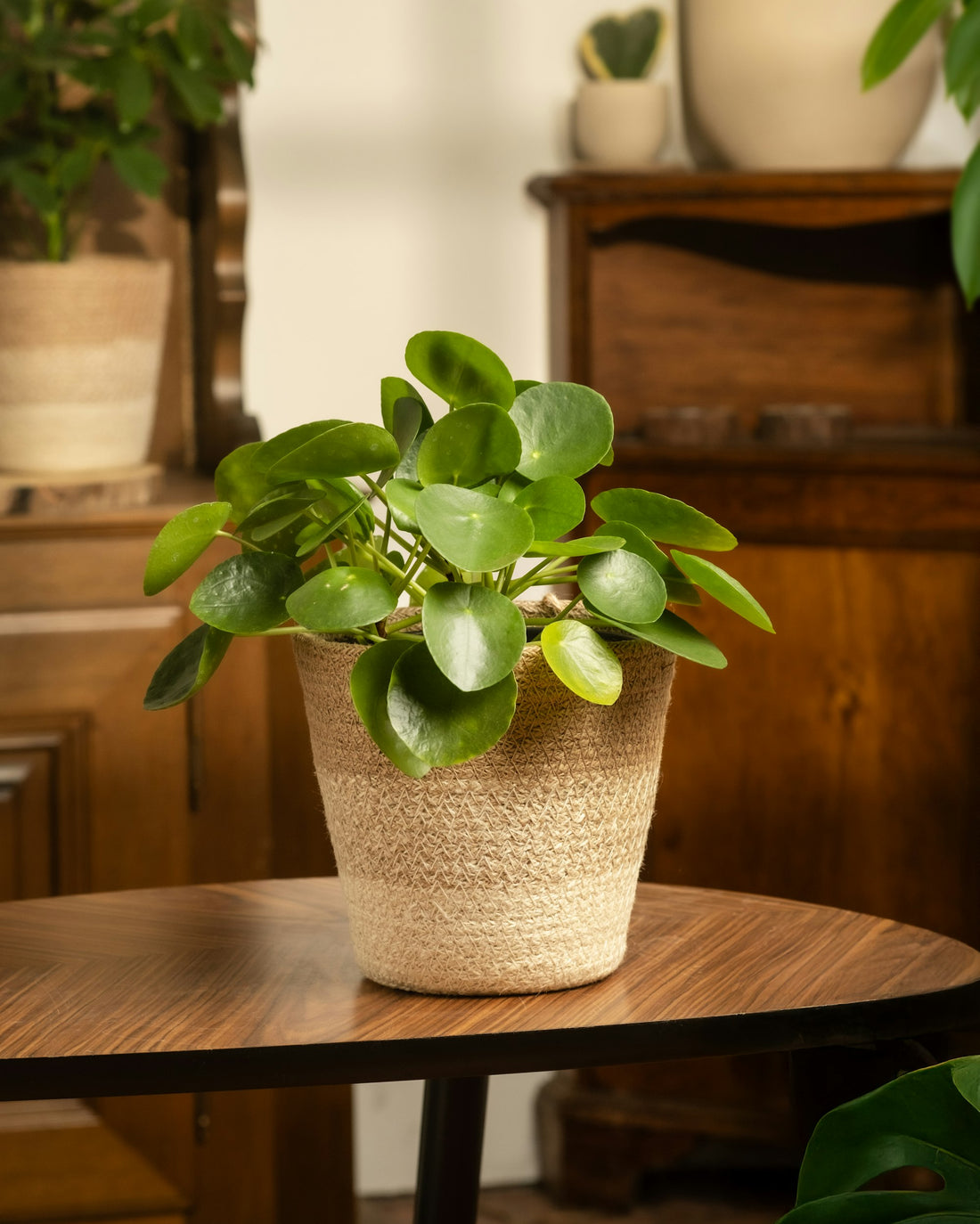 Wax Plant