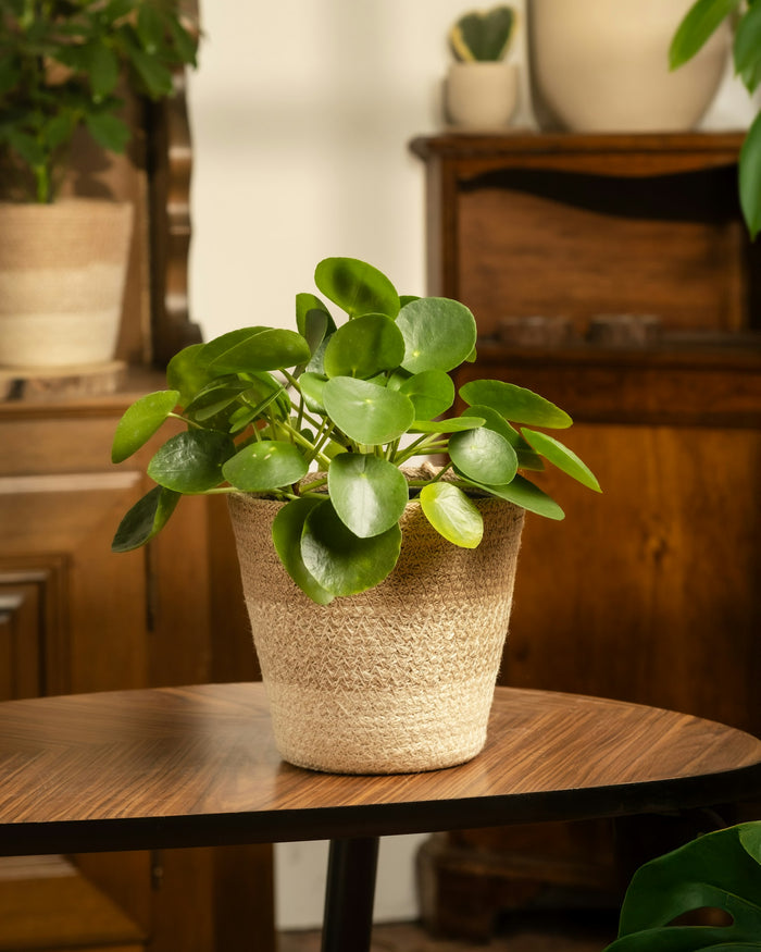 Wax Plant 'Green Light'
