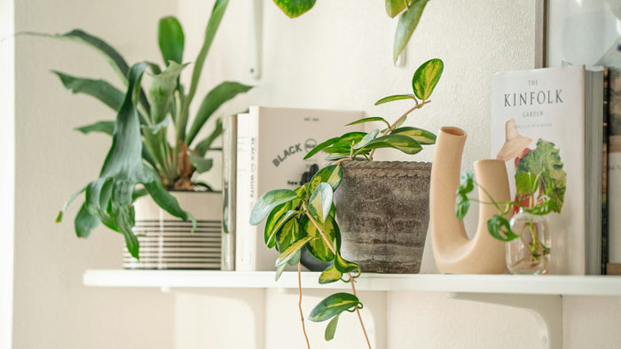 Staghorn Fern 'Sword Dance'