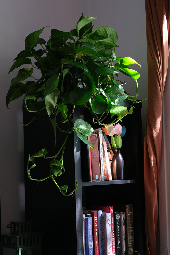 The Bookshelf