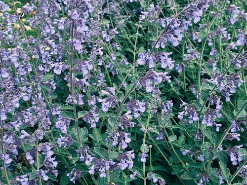 Blue-violet catmint in bloom