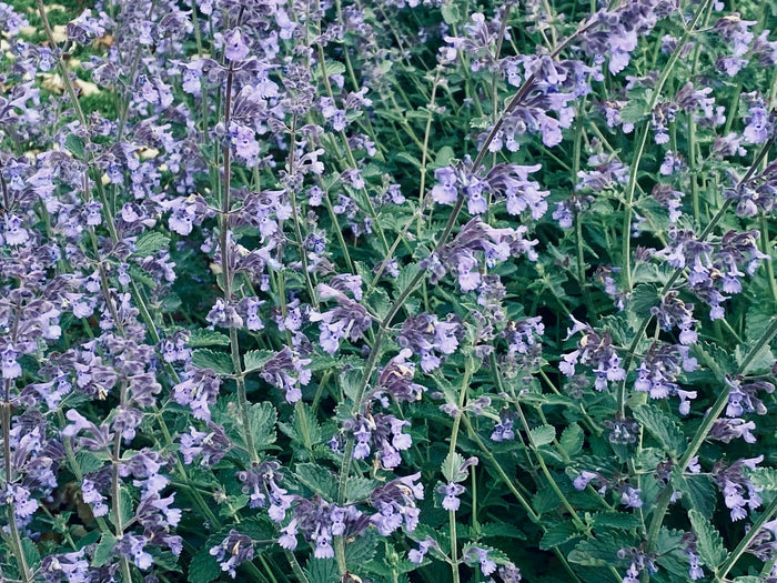 Catmint 'Walker's Low'