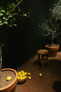 A Meyer lemon tree with fruit in a pot