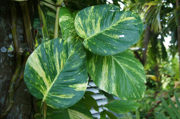 Golden Pothos 'Golden Glen'