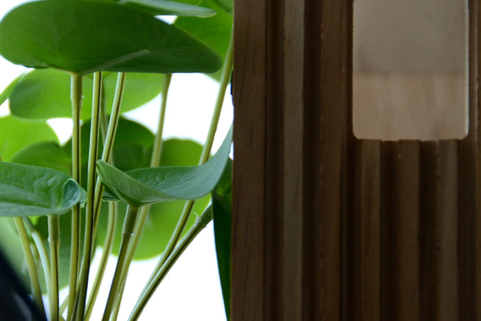 Baby Rubber Plant 'Spice is Nice'