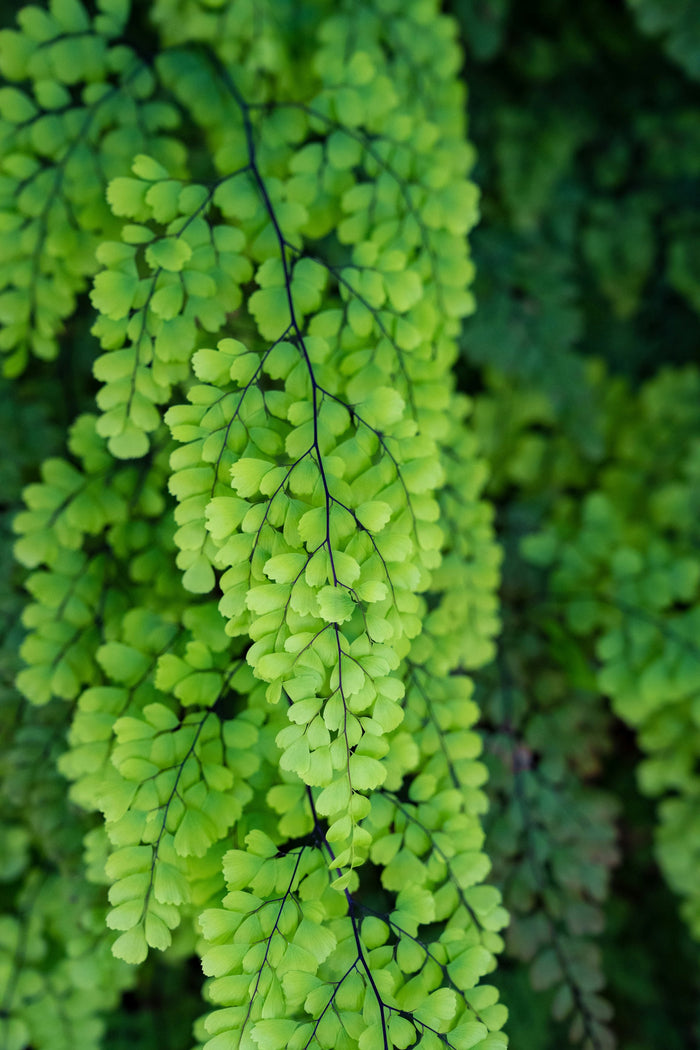 Maidenhair Fern 'Fritz Luthi'