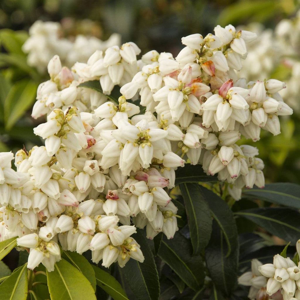 Pieris shrub with hanging clusters of small white bell-shaped flowers