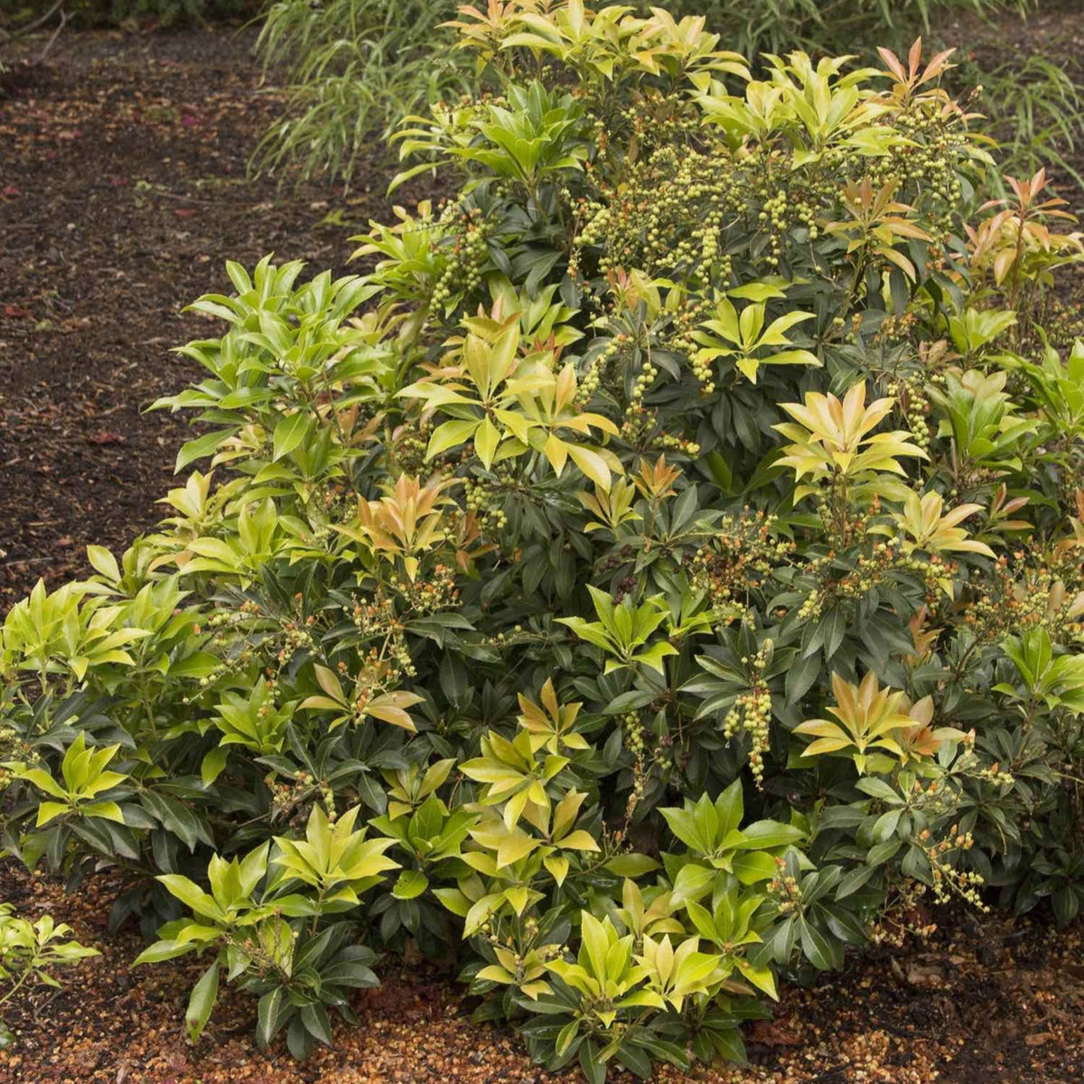 Pieris shrub with hanging clusters of small white bell-shaped flowers (view 2)