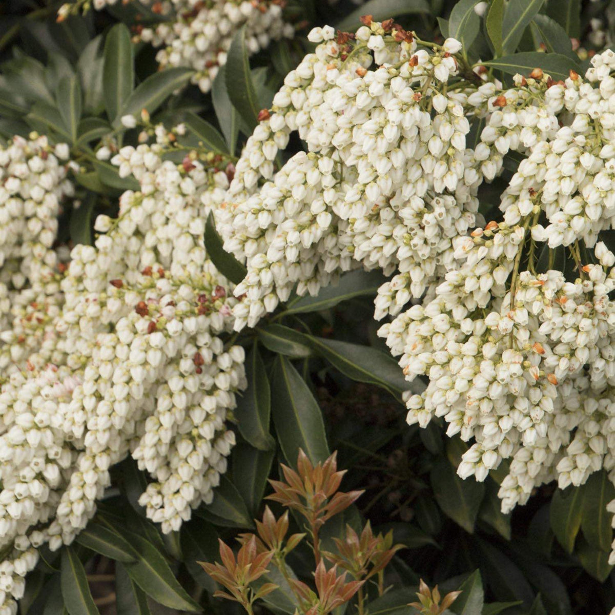 Pieris shrub with hanging clusters of small white bell-shaped flowers (view 3)