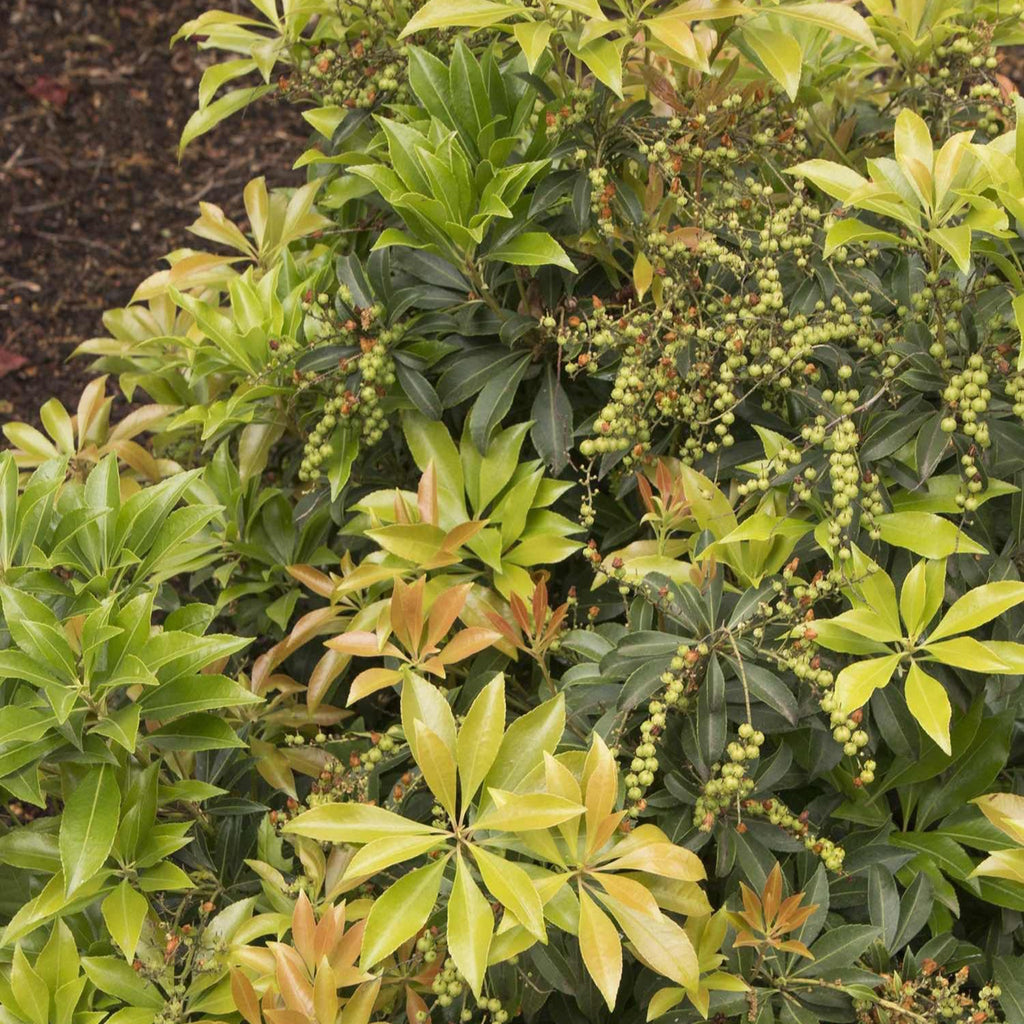 Pieris shrub with hanging clusters of small white bell-shaped flowers (view 4)