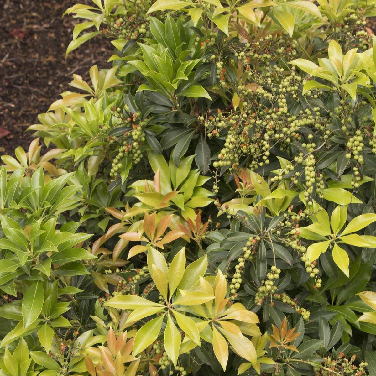 Pieris shrub with hanging clusters of small white bell-shaped flowers (view 4)