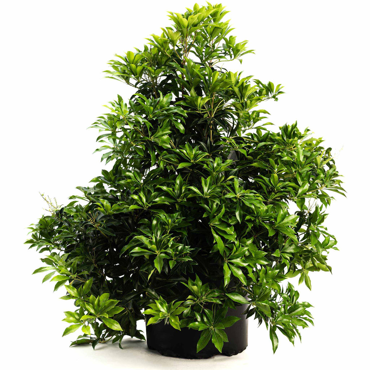 Pieris shrub with hanging clusters of small white bell-shaped flowers (view 5)