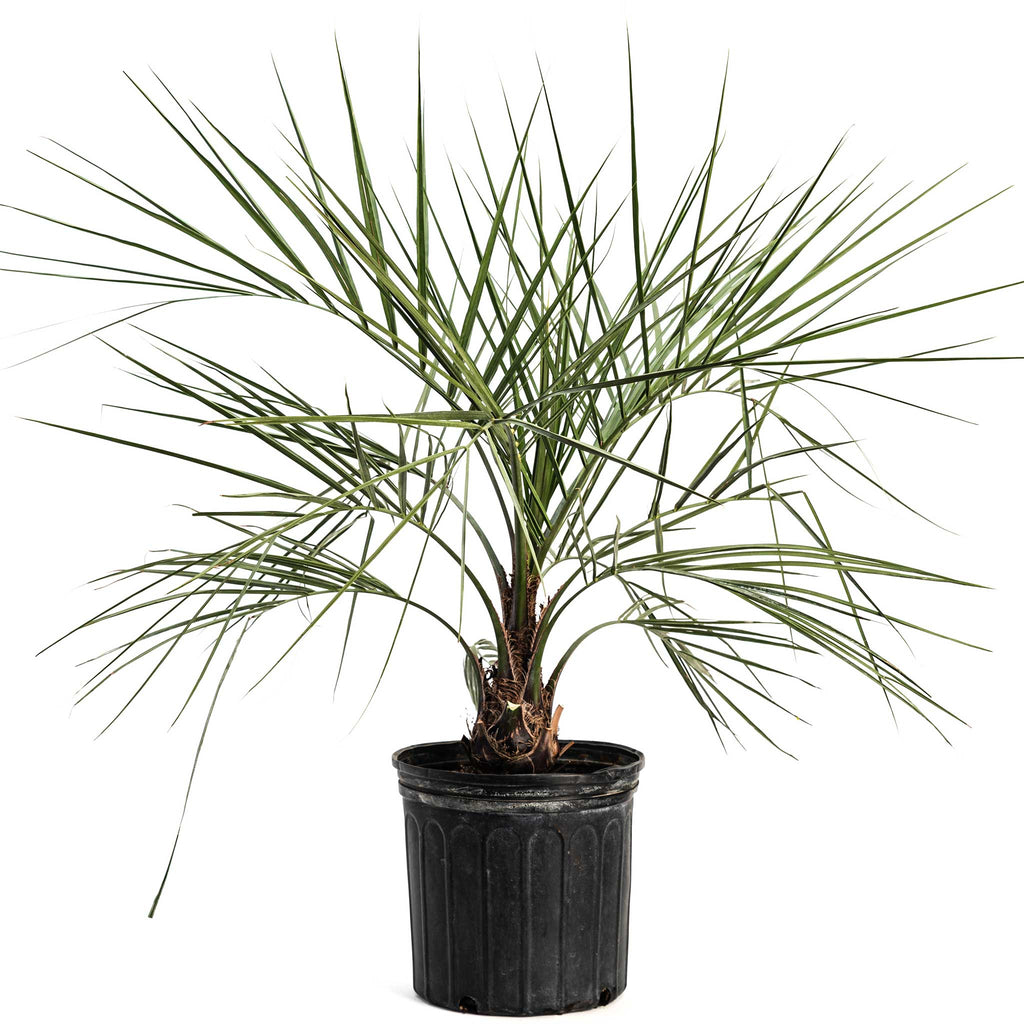 Pindo palm with arching blue-green feathery fronds (view 3)