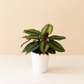 Calathea with long dark green leaves striped in pink and white