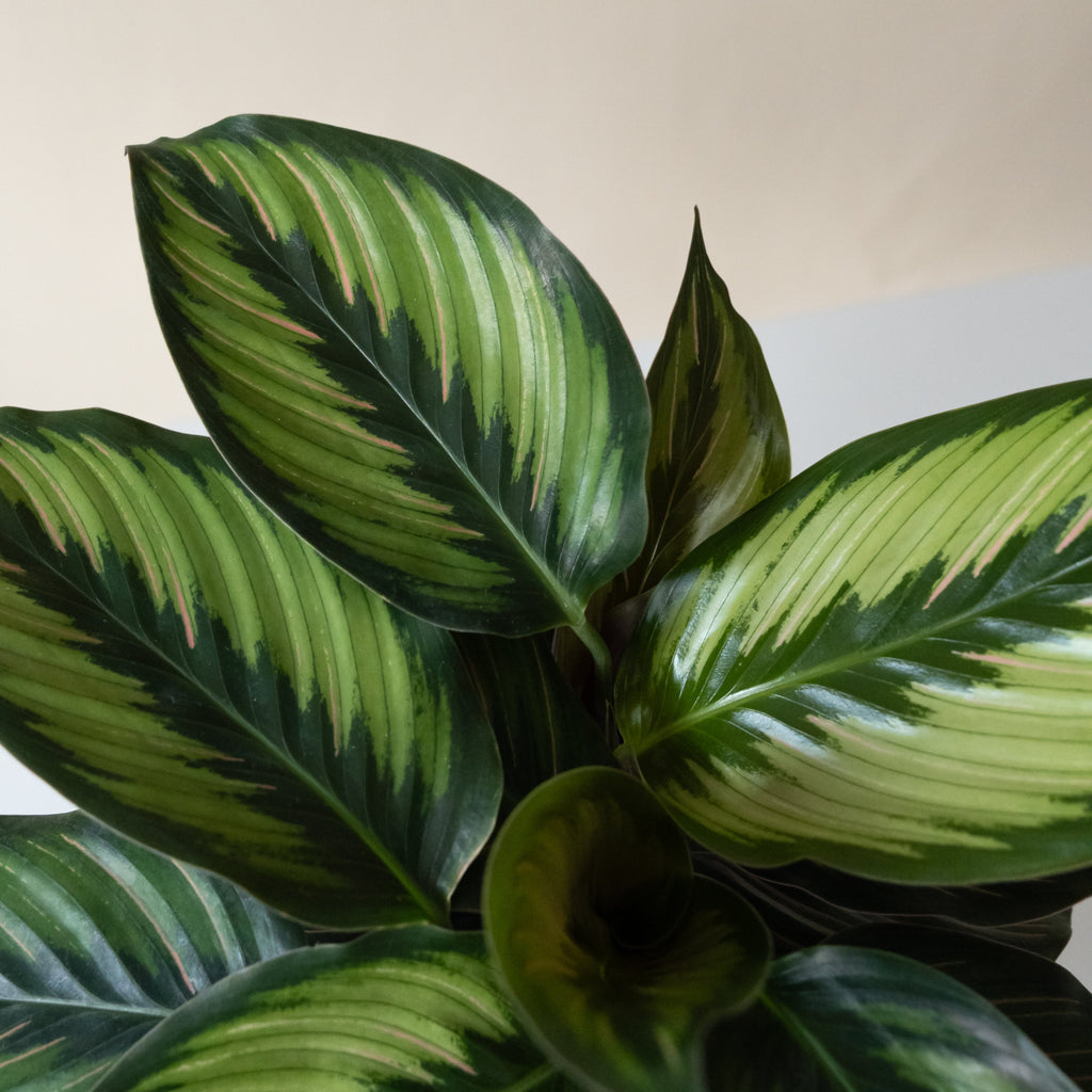 Pinstripe Calathea 'Beauty Star', view 2