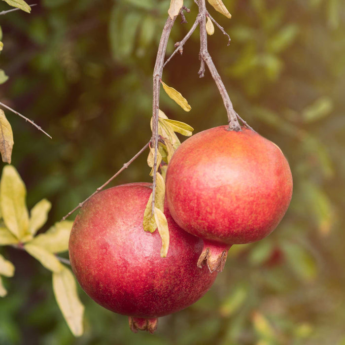 Pomegranate 'Salavatski'