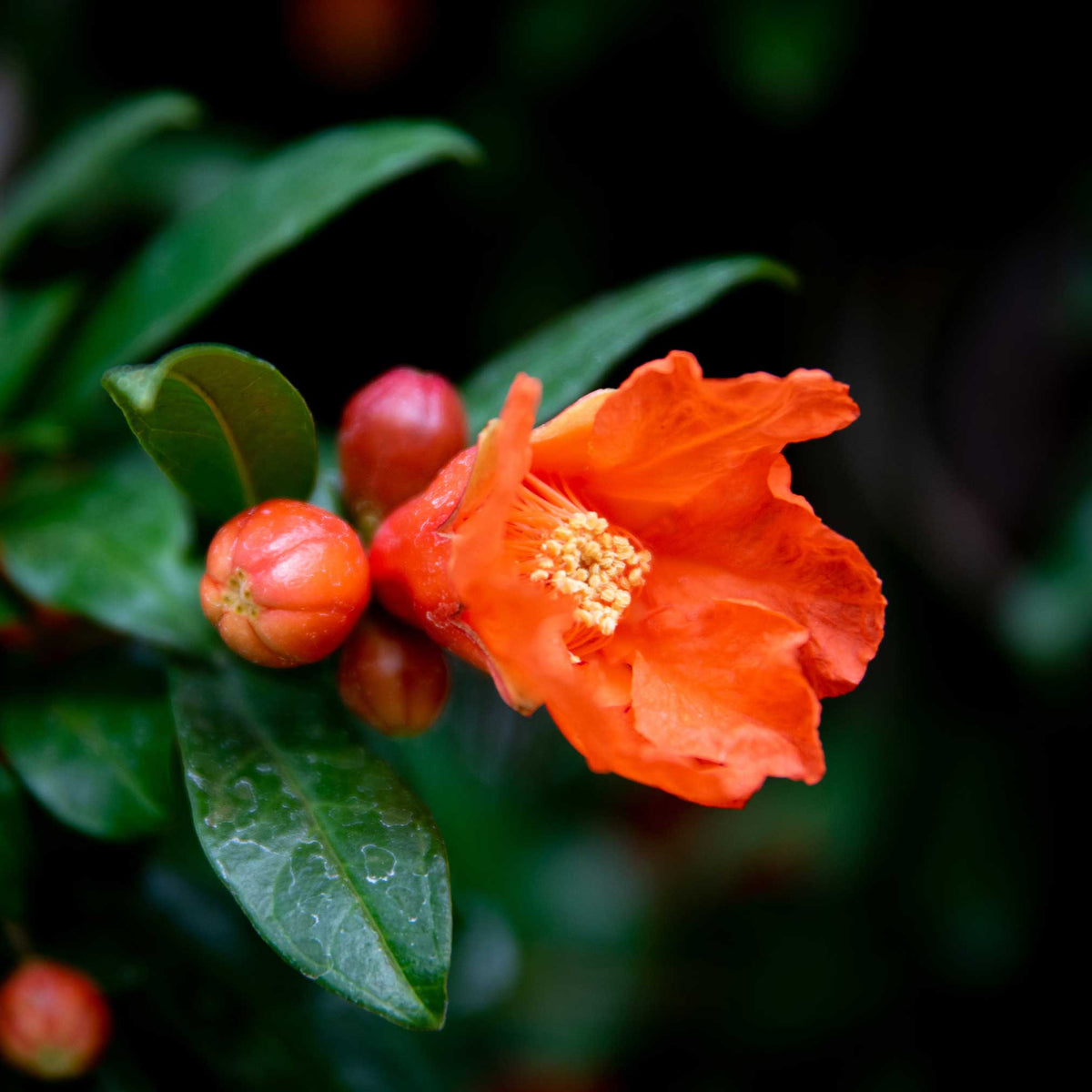 Large red pomegranates hanging on a leafy branch (view 2)