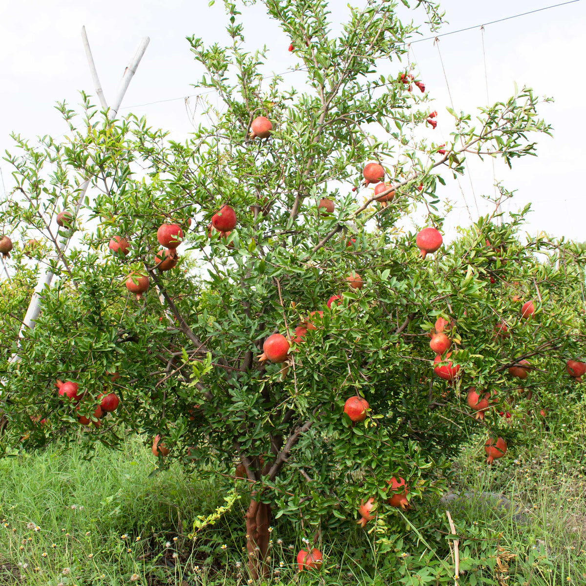 Large red pomegranates hanging on a leafy branch (view 3)