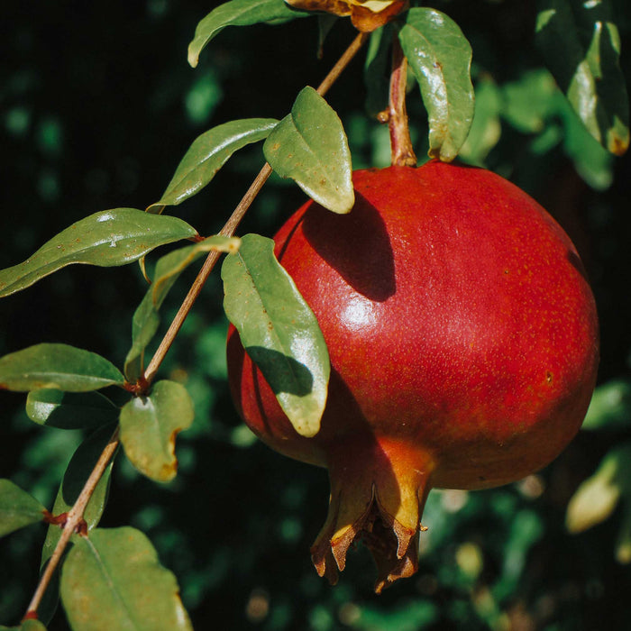 Pomegranate 'Texas Pink'