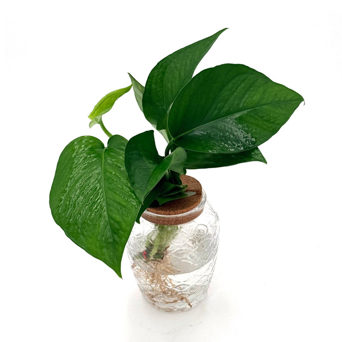 Pothos 'Jade'