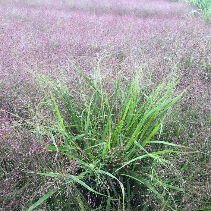 Purple Love Grass