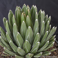 Tight domed agave rosette of dark green leaves outlined in white lines